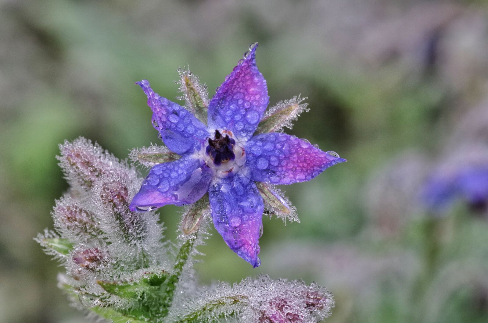 Pentax K-30 sample photo. Borage, blossom, bloom photography
