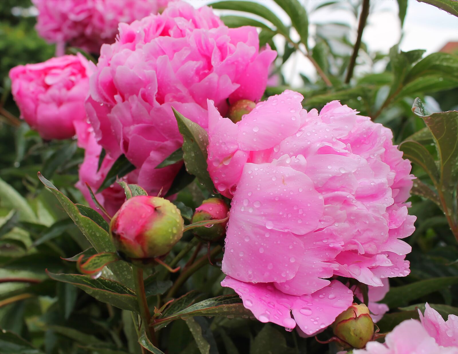 Canon EOS 1100D (EOS Rebel T3 / EOS Kiss X50) sample photo. Bonderoser, flowers, have photography