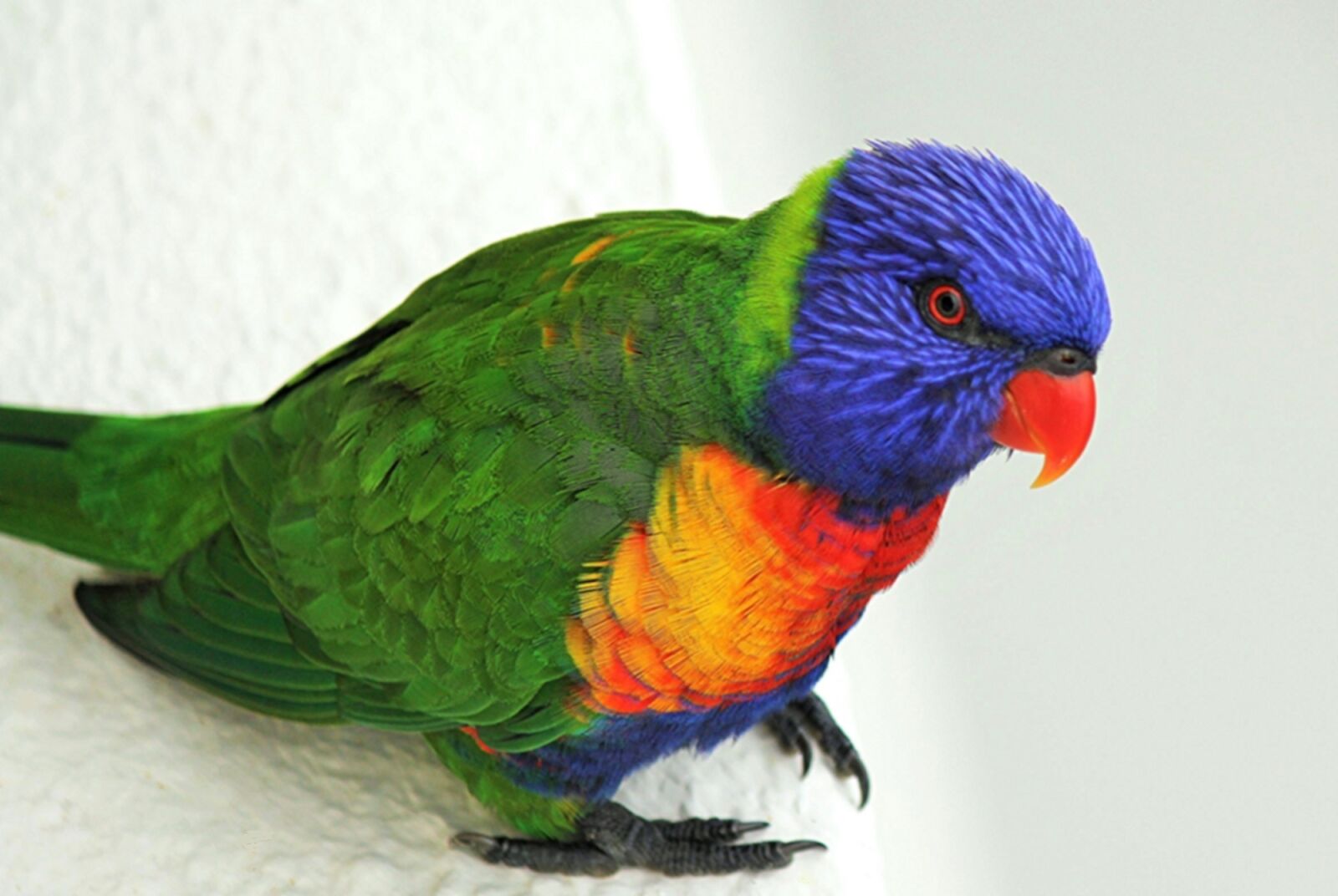 Canon EOS 550D (EOS Rebel T2i / EOS Kiss X4) sample photo. Lorikeet, bird, colorful photography