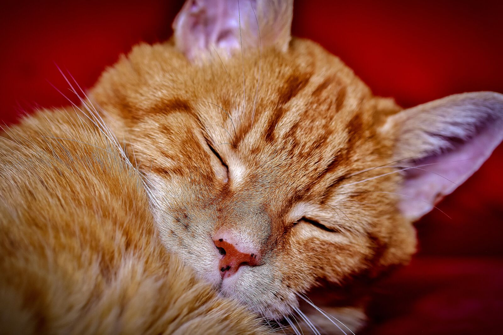 Canon EF-S 60mm F2.8 Macro USM sample photo. Cat, sleeping, cute photography