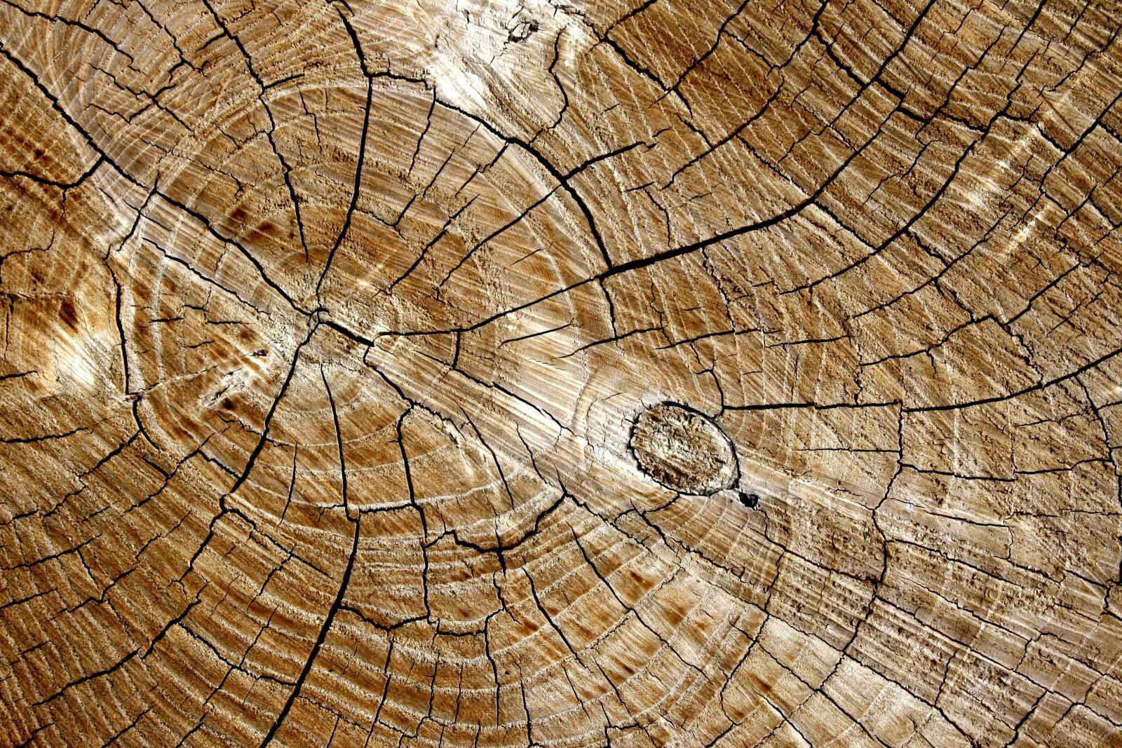 f/3.5-5.6 IS sample photo. Cut, wooden board, ring photography
