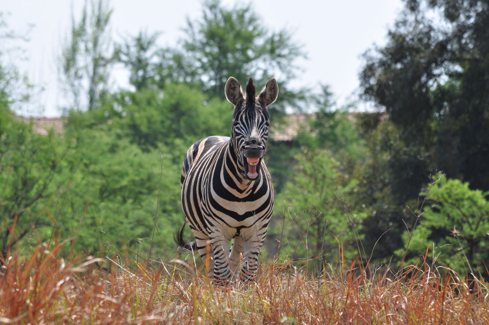 Nikon D5000 sample photo. Laughing zebra, wildlife, nature photography