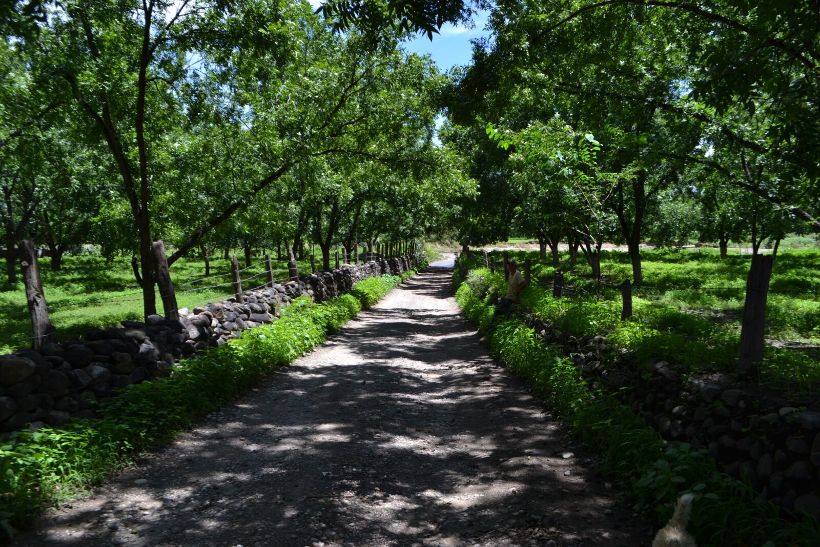 Nikon D3100 sample photo. Trees, nature, path photography