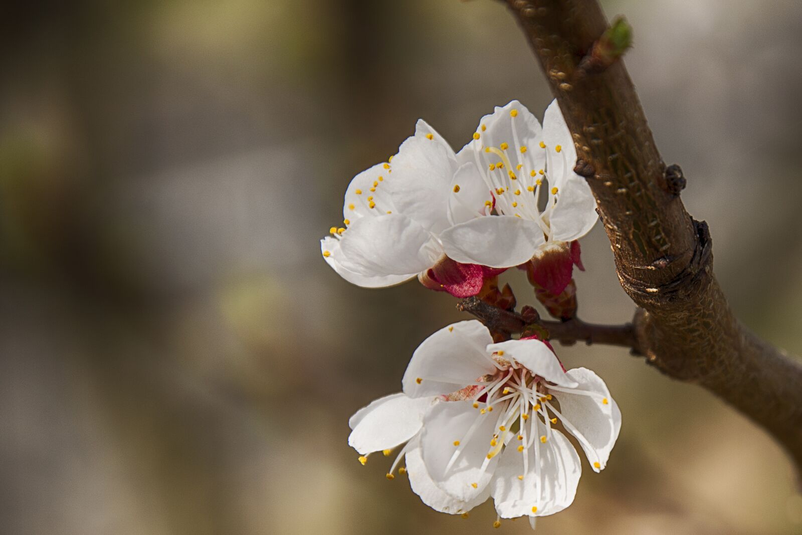 Nikon D5200 sample photo. Flowers, nature, plant photography