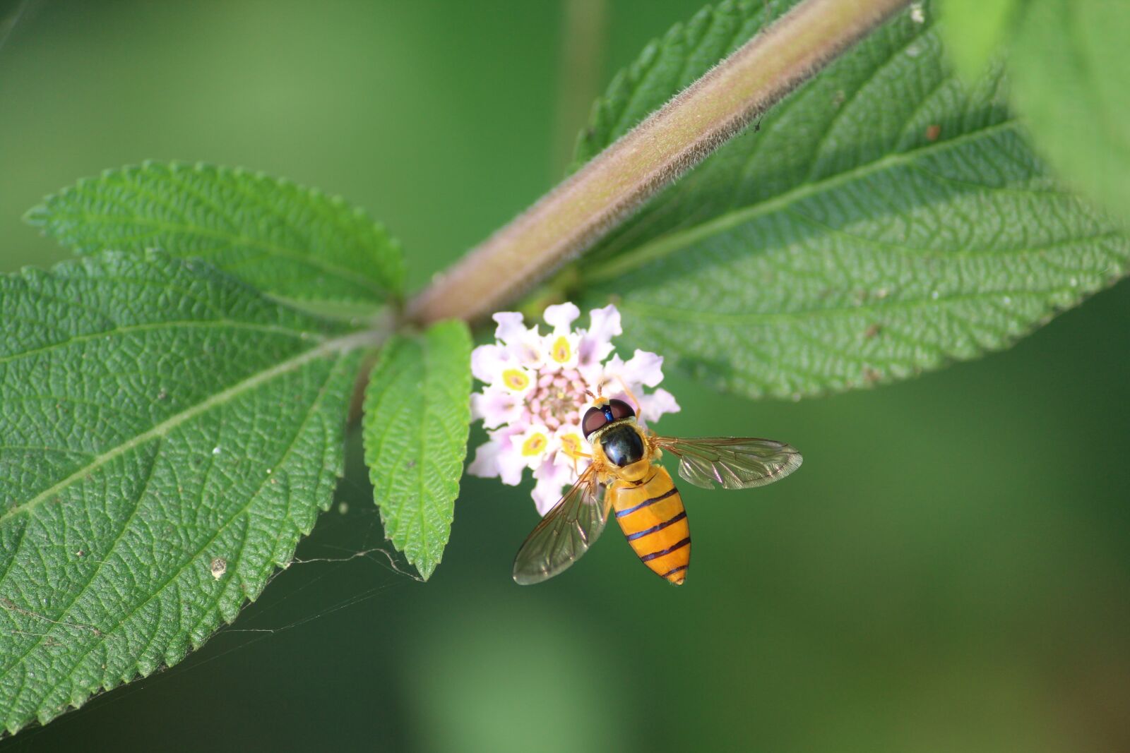 Canon EOS 1300D (EOS Rebel T6 / EOS Kiss X80) sample photo. Wildlife, green, bee photography