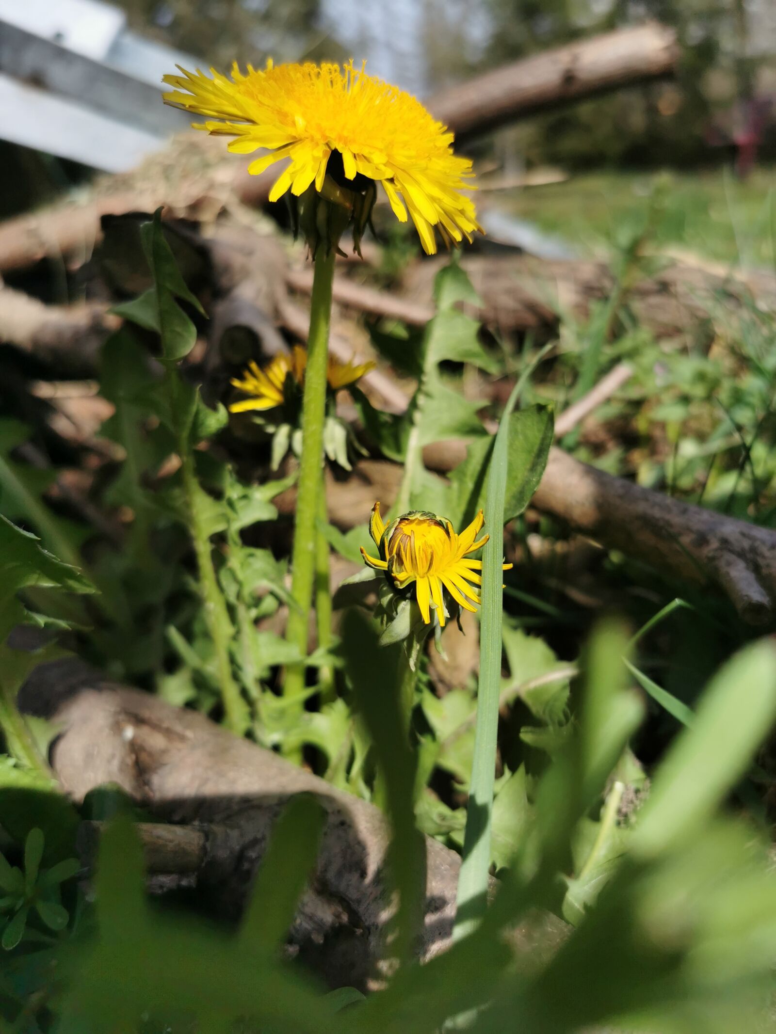 HUAWEI P30 Pro sample photo. Sonchus oleraceus, nature, nuns photography