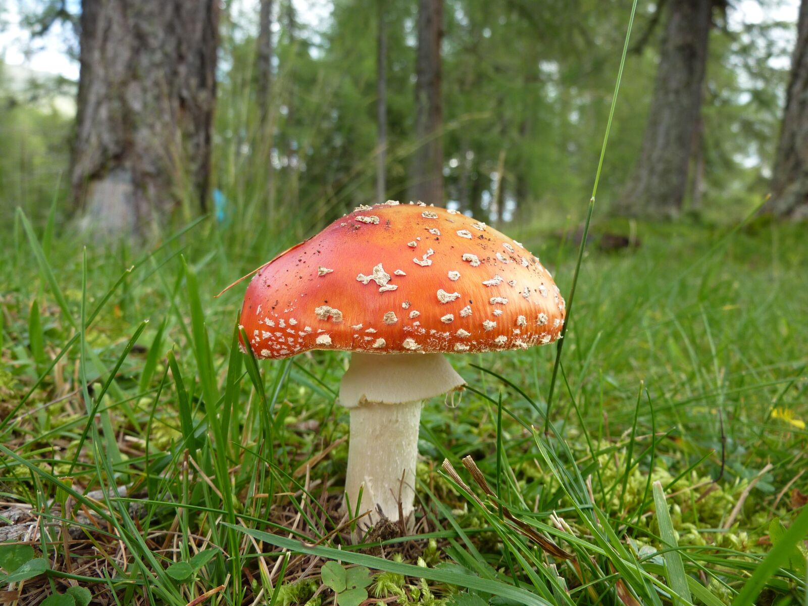 Panasonic DMC-TZ7 sample photo. Mushroom, forest, toxic photography