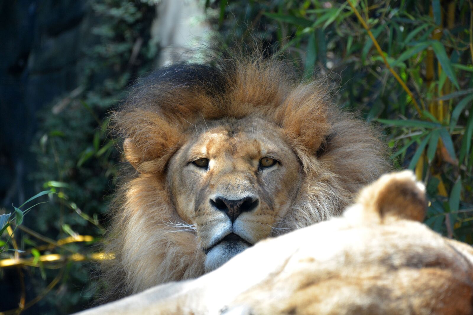 Nikon D7100 sample photo. Lion, mane, male photography