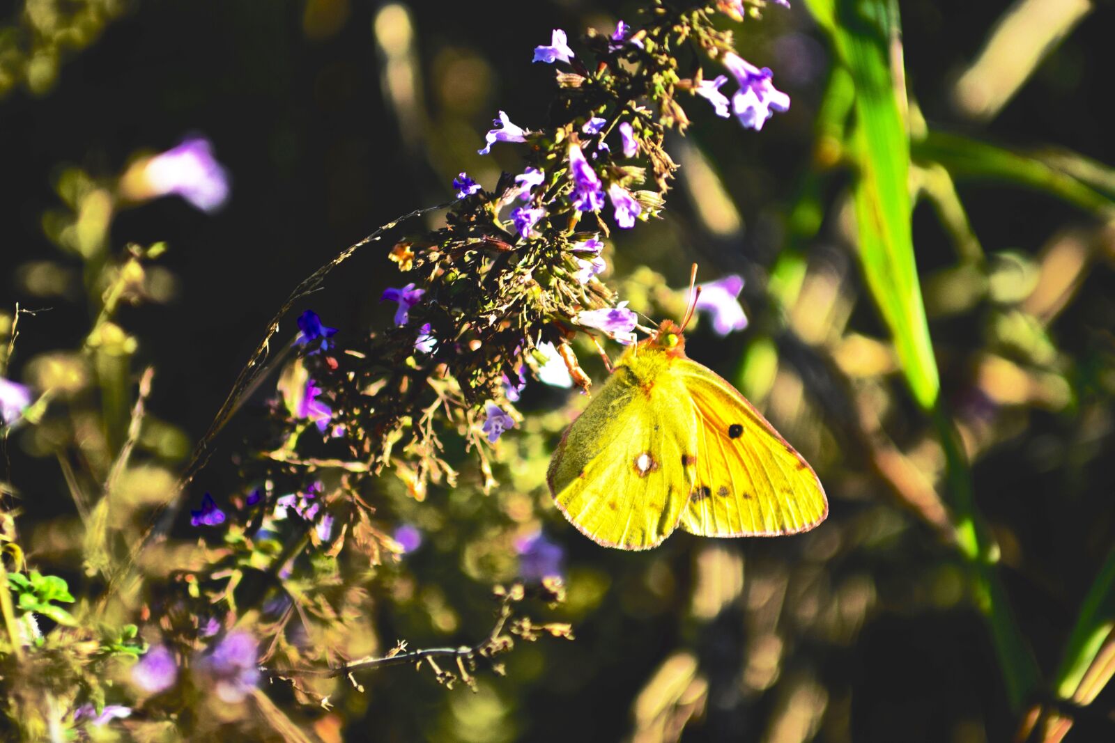 Nikon D3300 sample photo. Butterfly, flowers, yellow photography