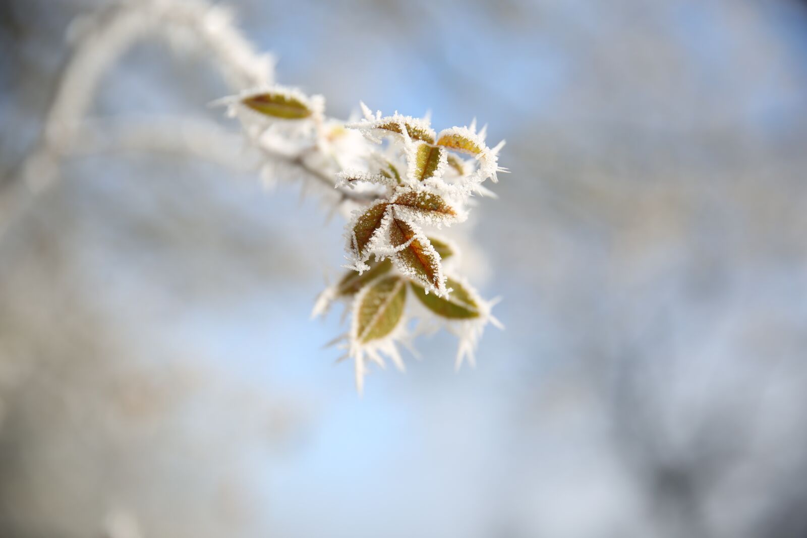 Canon EF 24-70mm F2.8L II USM sample photo. Frosty, ice, winter photography