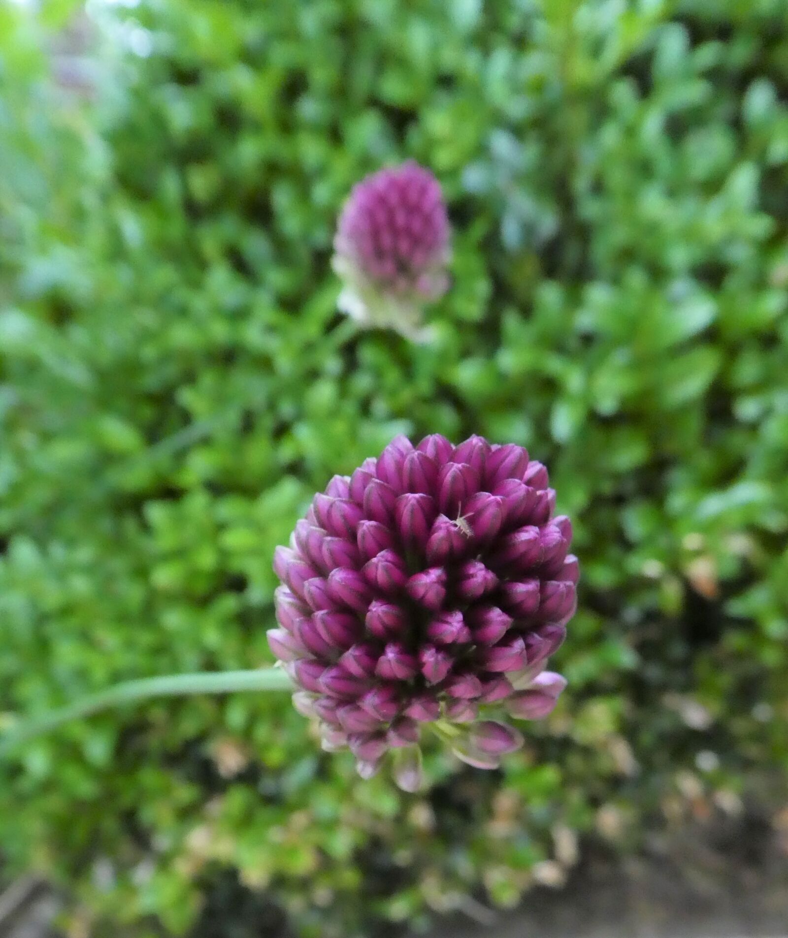 Panasonic DMC-TZ81 sample photo. Purple bud, chives, close photography