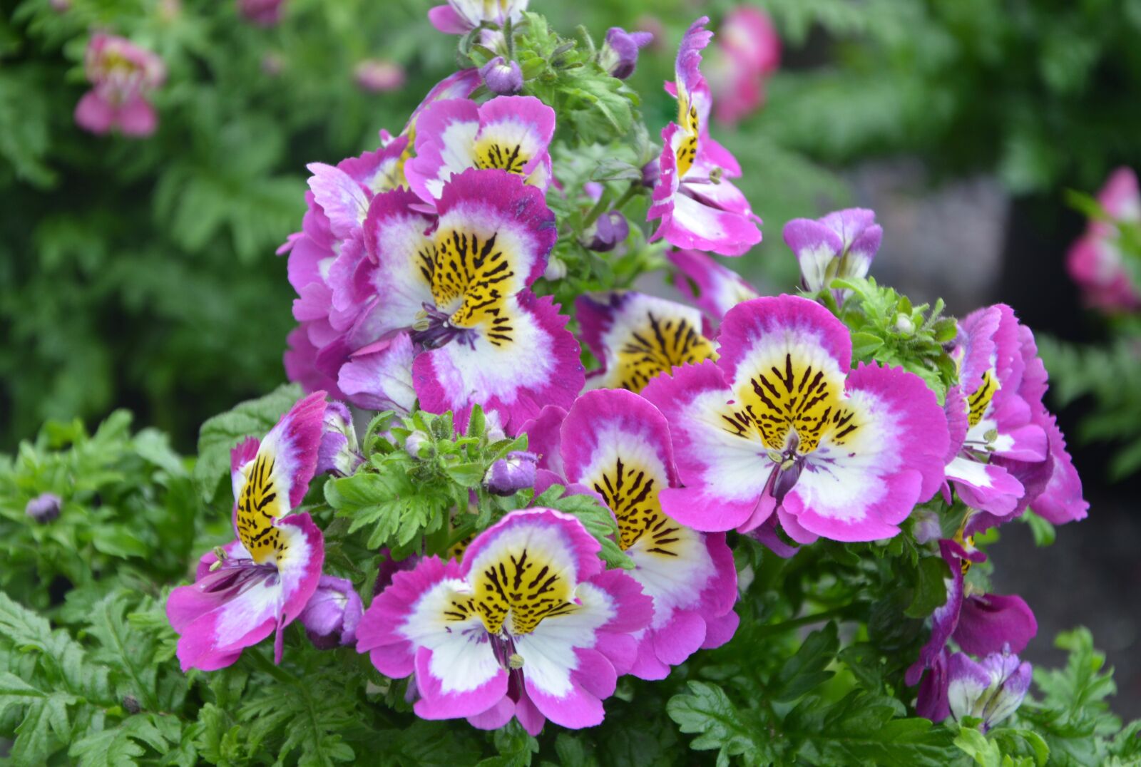 Nikon D5200 sample photo. Flower, flowers shizanthus, nature photography