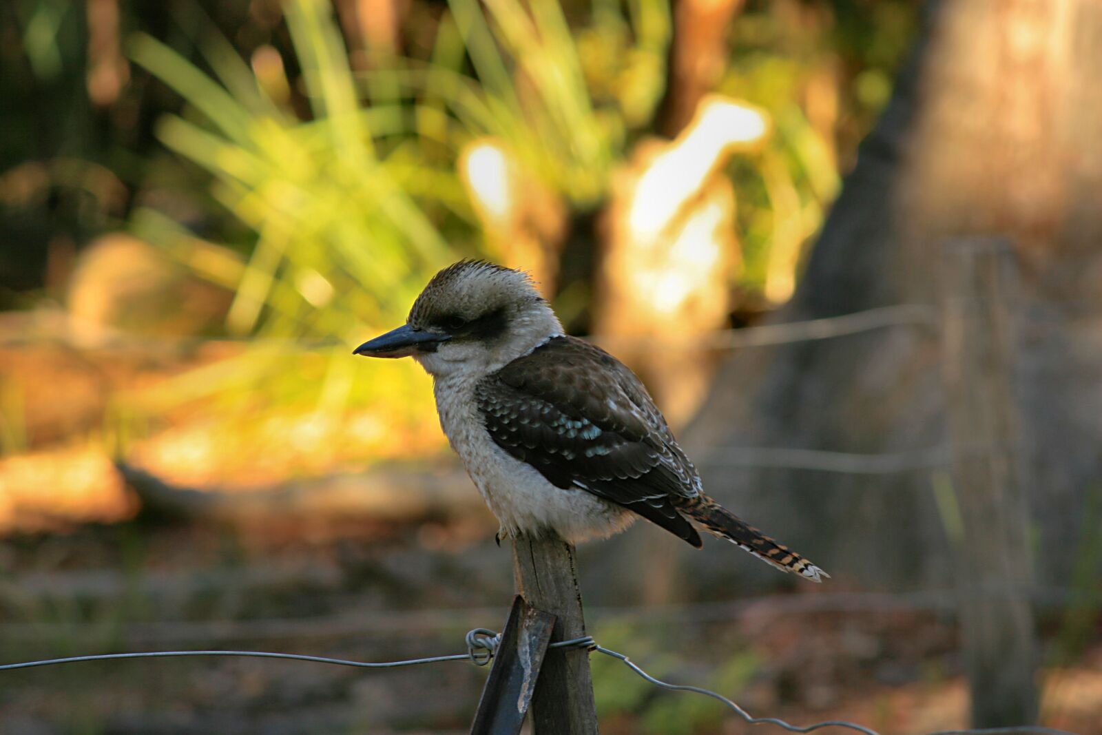 Canon EOS 30D sample photo. Bird, kookaburra, australia photography