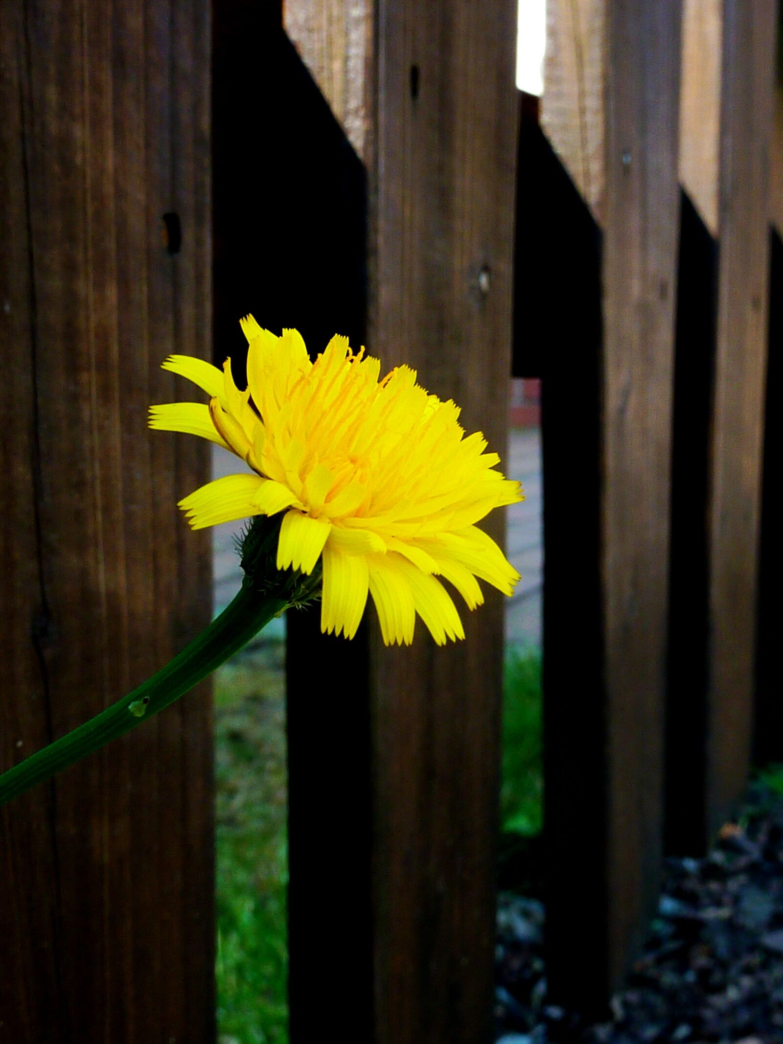 Panasonic DMC-TZ7 sample photo. Dandelion, yellow flower, spring photography