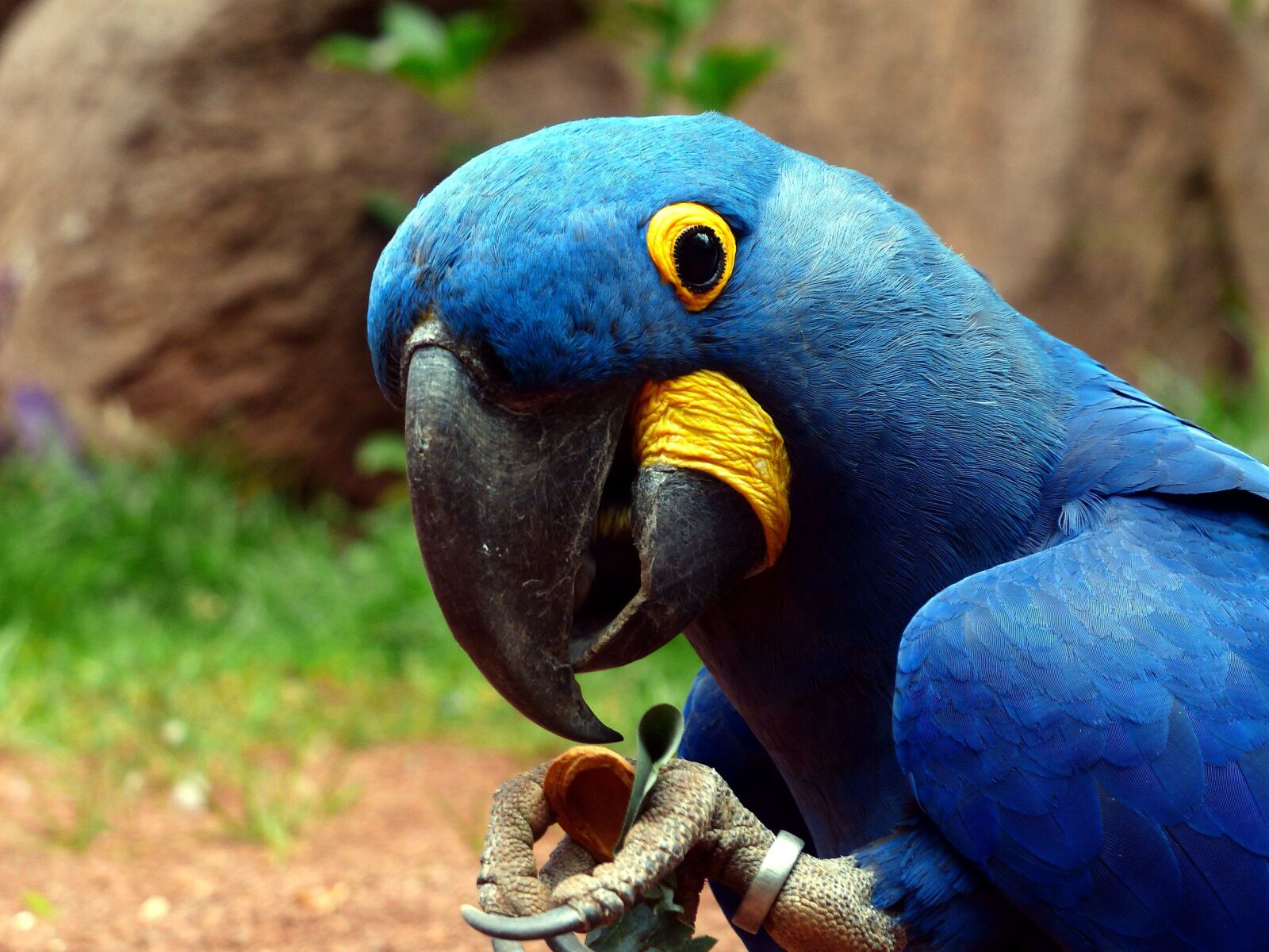 Panasonic Lumix DMC-FZ200 sample photo. Close, macro, hyacinth parrot photography