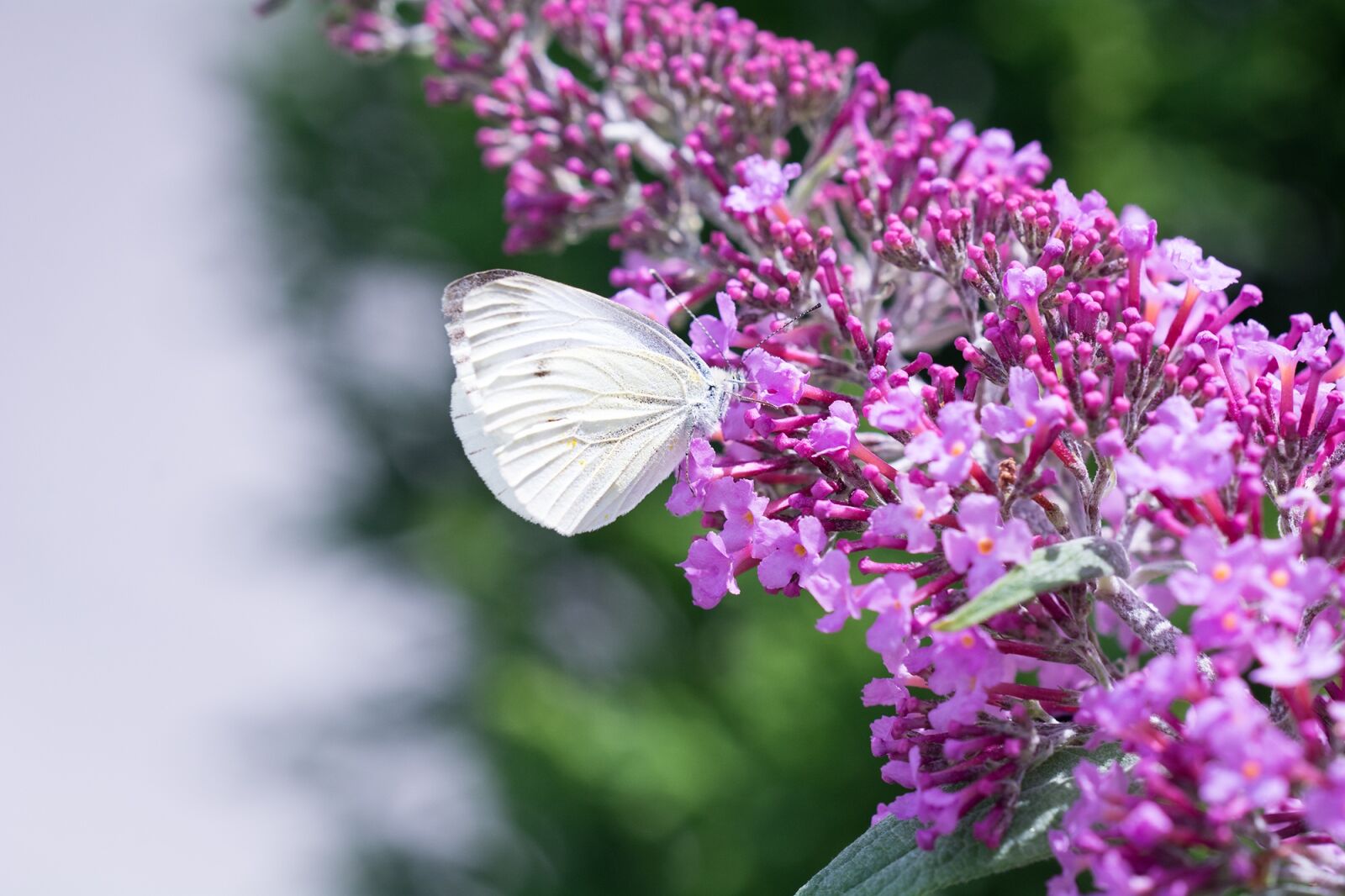 Nikon D7100 sample photo. Large cabbage white ling photography