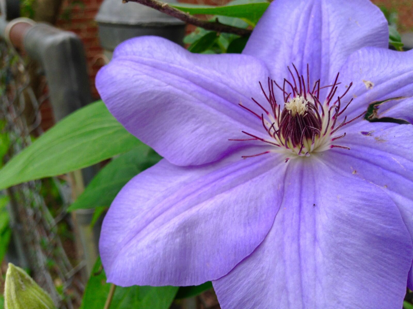 iPhone 5c back camera 4.12mm f/2.4 sample photo. Flower, nature, petals photography