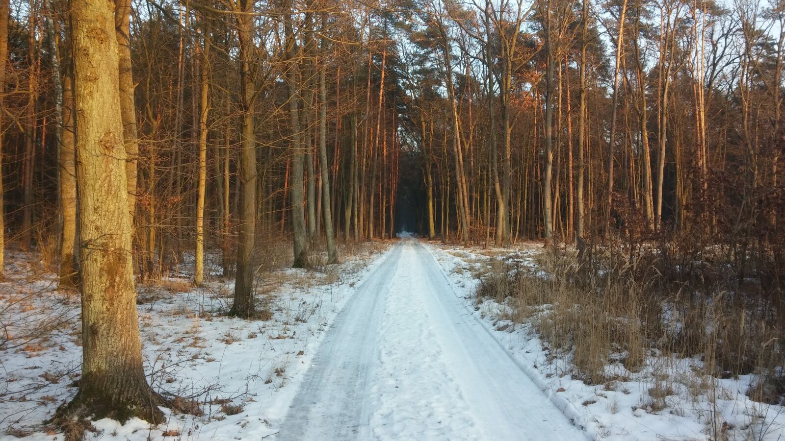 LG G2 sample photo. Forest, way, winter photography