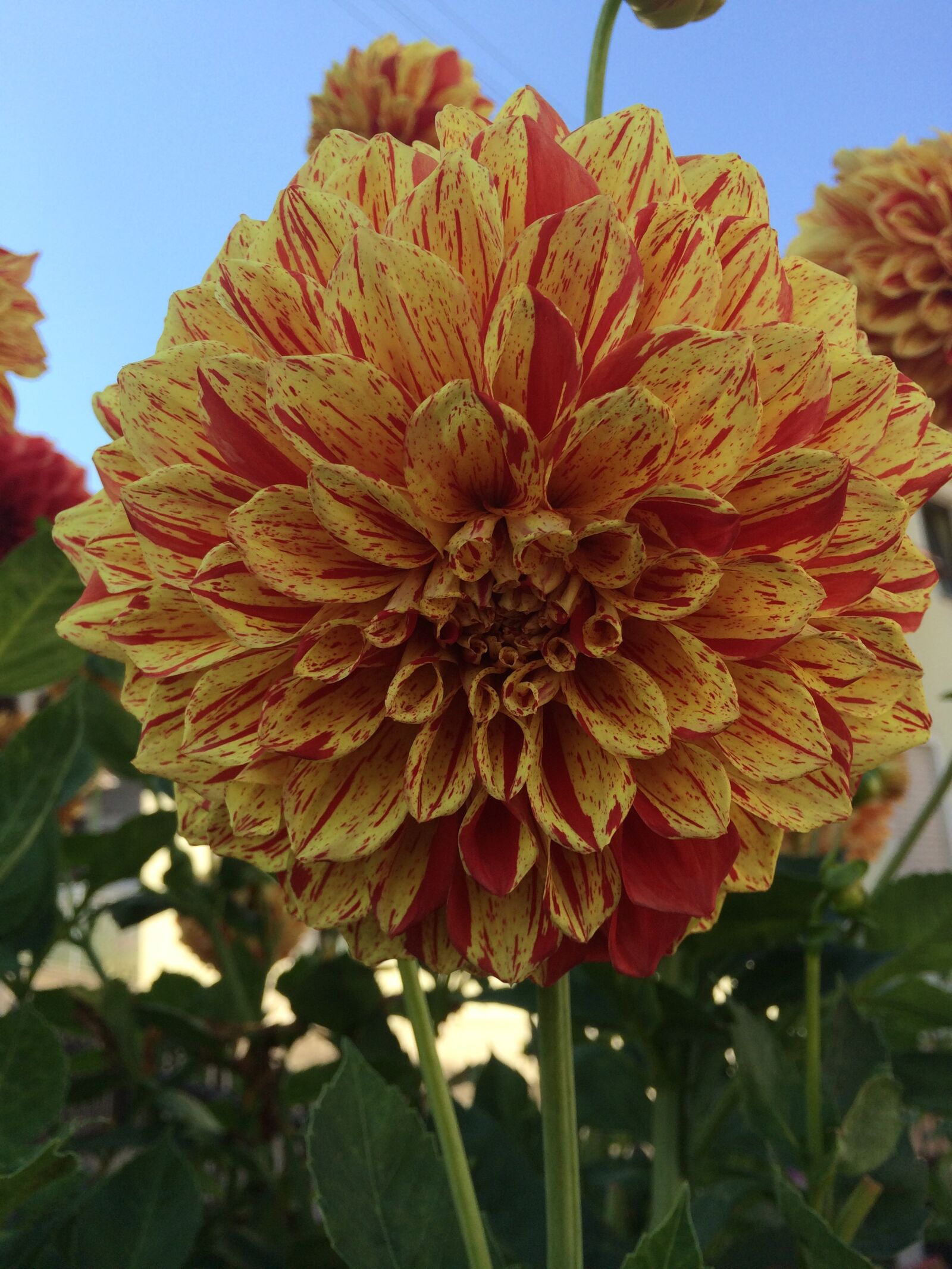 iPhone 5s back camera 4.15mm f/2.2 sample photo. Flower, summer, sun photography