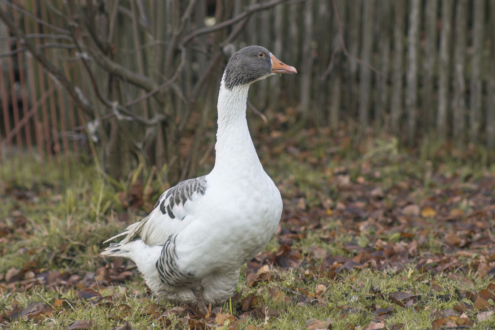 Sony SLT-A77 sample photo. Bird, animal, summer photography