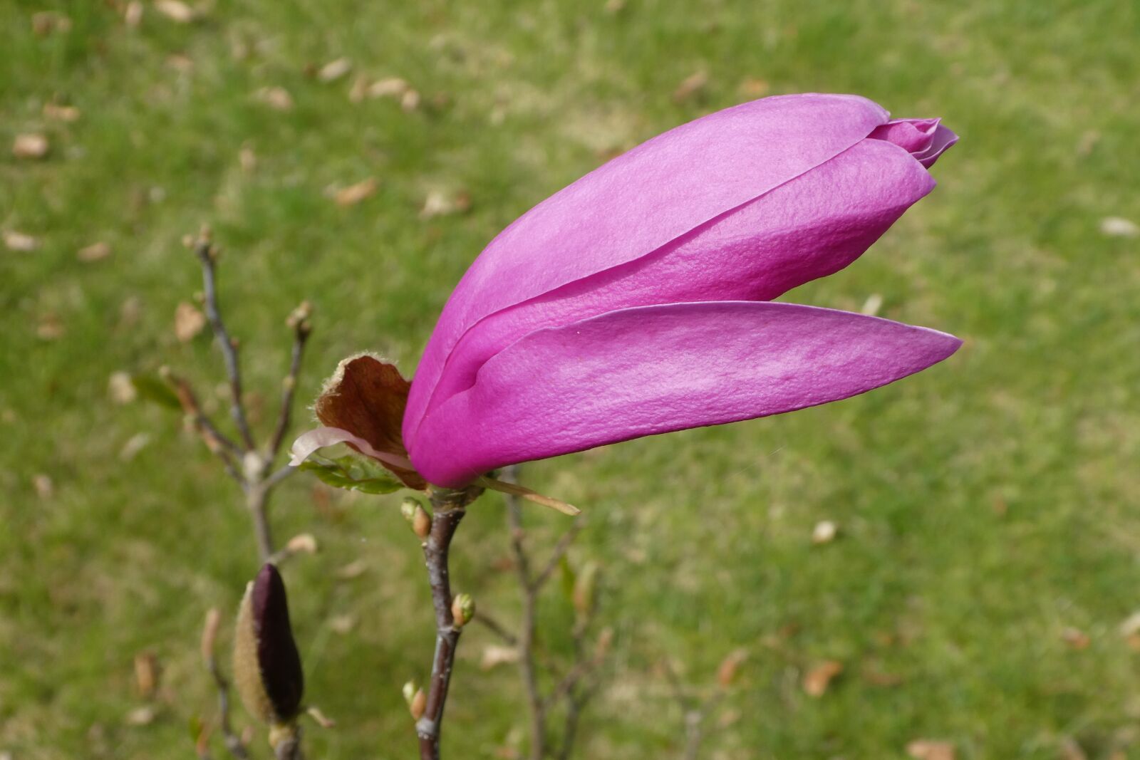 Panasonic Lumix DC-ZS70 (Lumix DC-TZ90) sample photo. Garden, magnolia, magnolia blossom photography