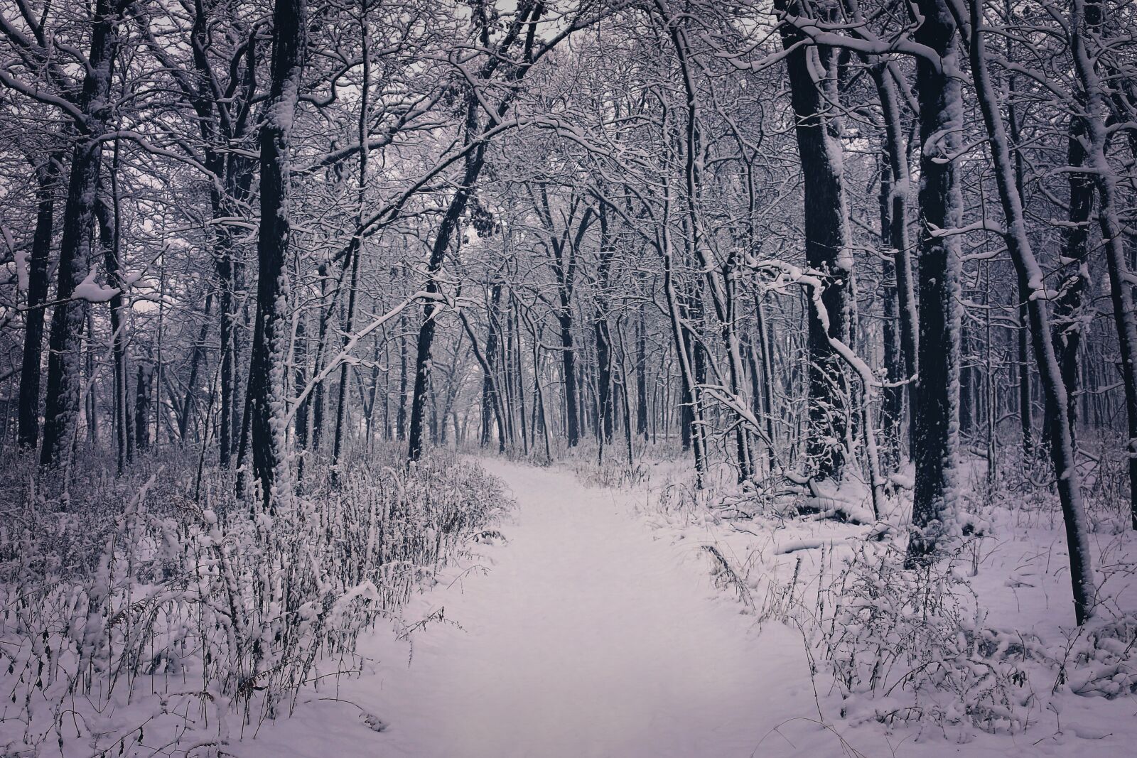 Canon EOS 70D sample photo. Winter, beauty, snow photography
