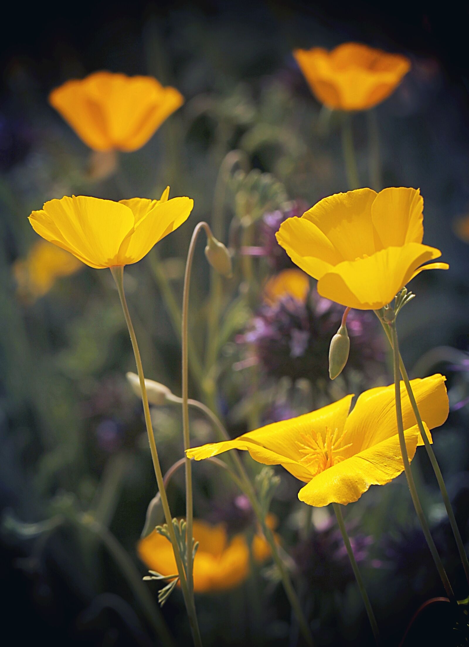 Canon EOS 60D + Canon EF 100mm F2.8L Macro IS USM sample photo. Poppies, wildflowers, california photography