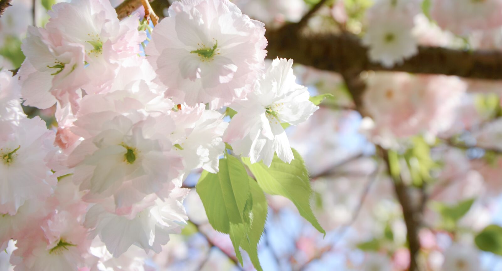 Nikon D7000 sample photo. Cherry blossom, pink, spring photography