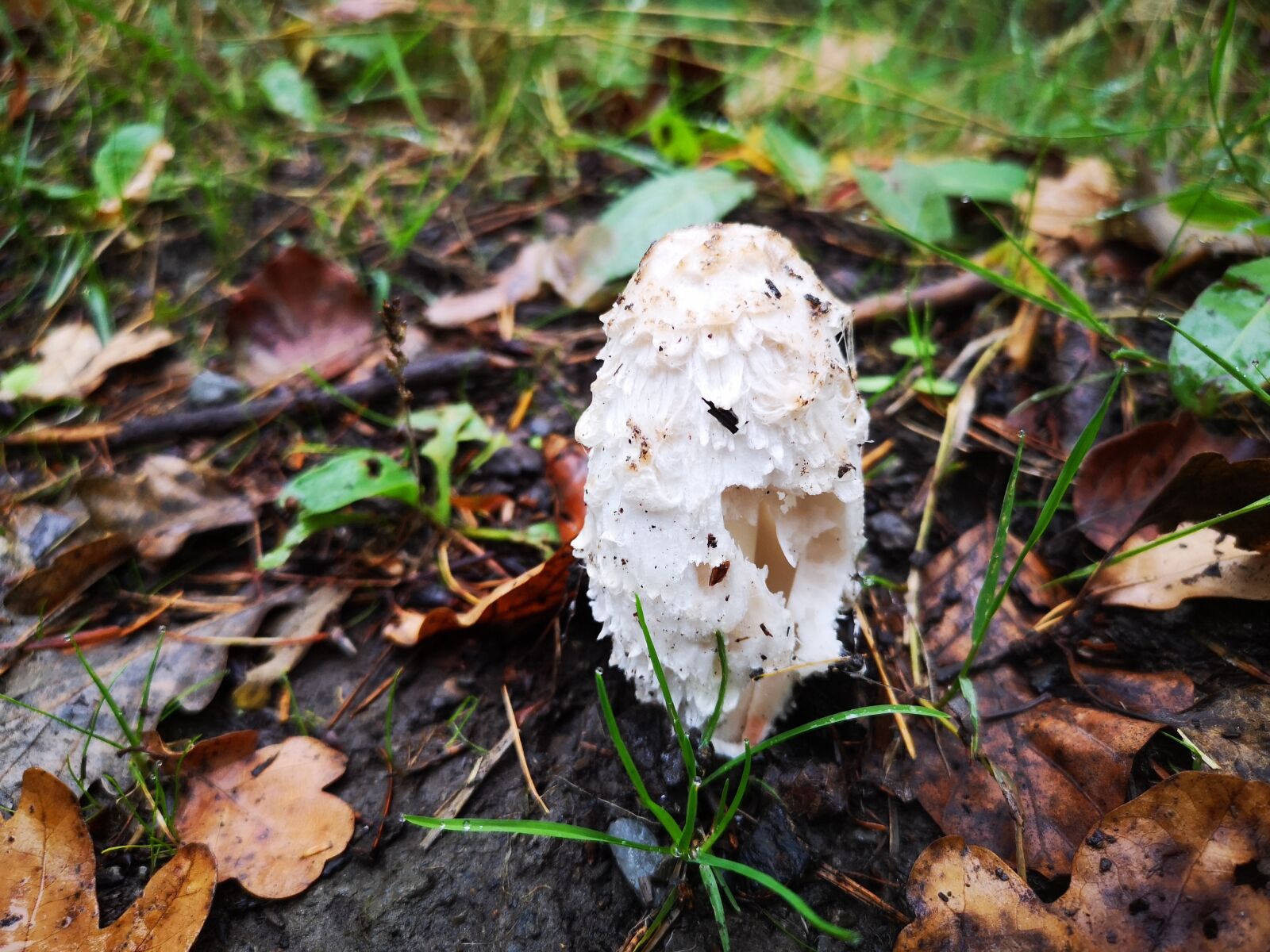 HUAWEI CLT-L29 sample photo. Mushroom, autumn, walk photography