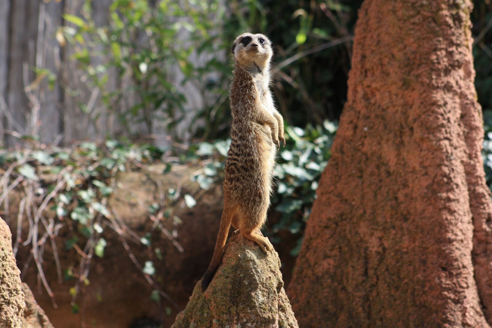 Canon EOS 1000D (EOS Digital Rebel XS / EOS Kiss F) sample photo. Animal, standing, zoo photography