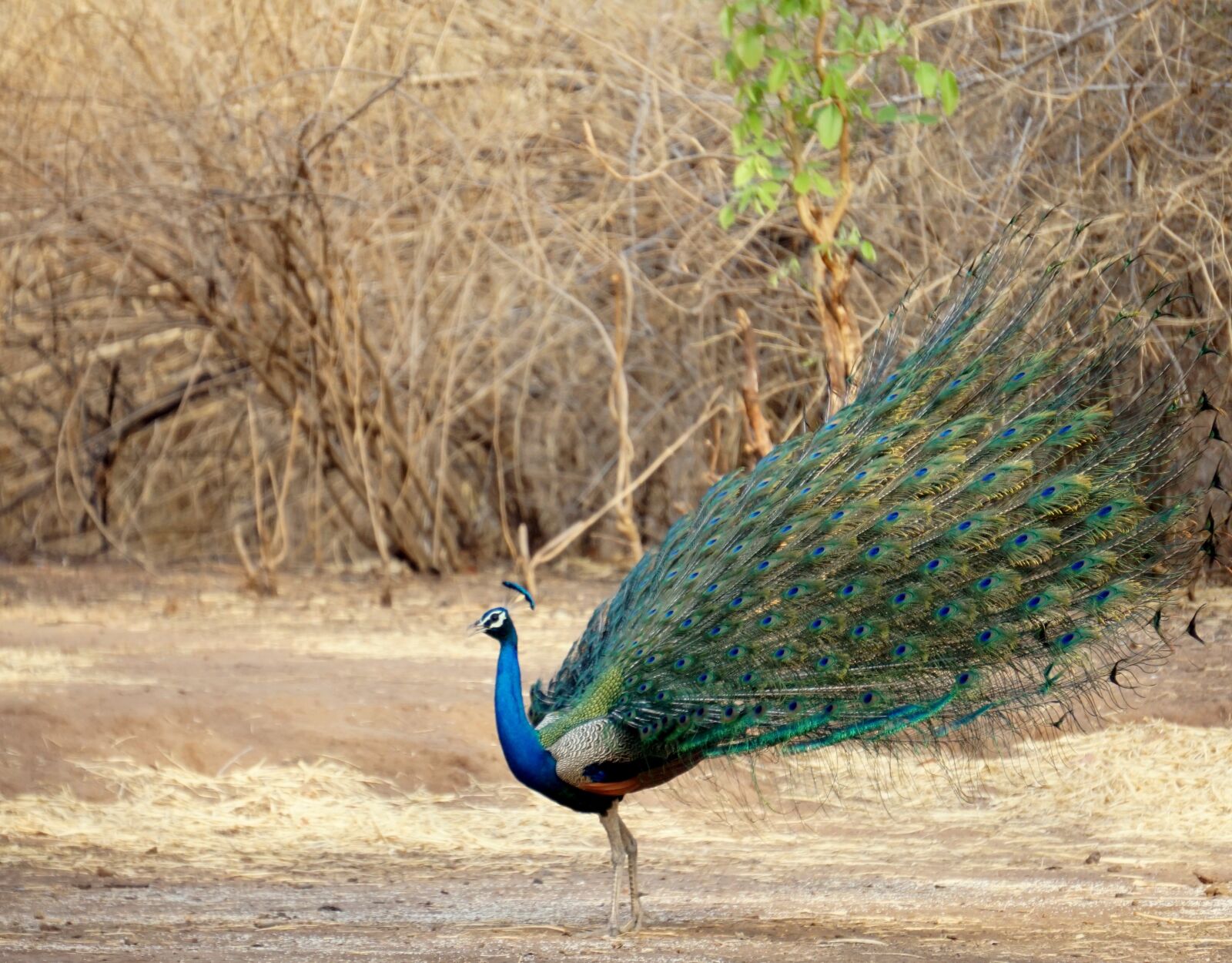 Sony a6000 sample photo. Dancing, peacock, indian photography