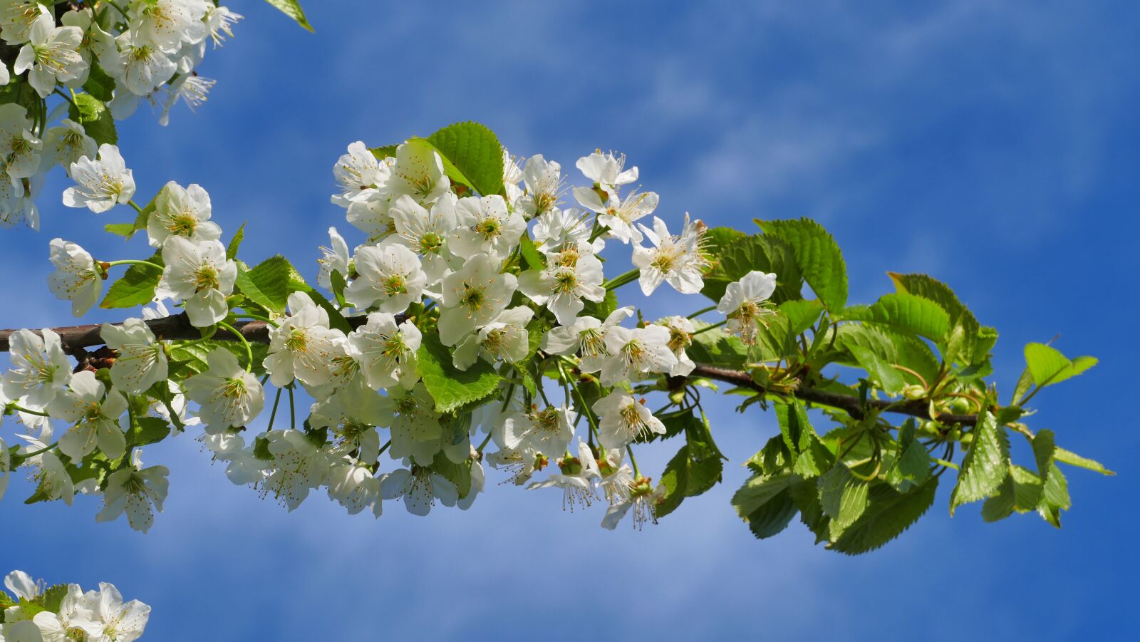 Panasonic Lumix DMC-FZ1000 sample photo. Cherry, flowers, spring photography