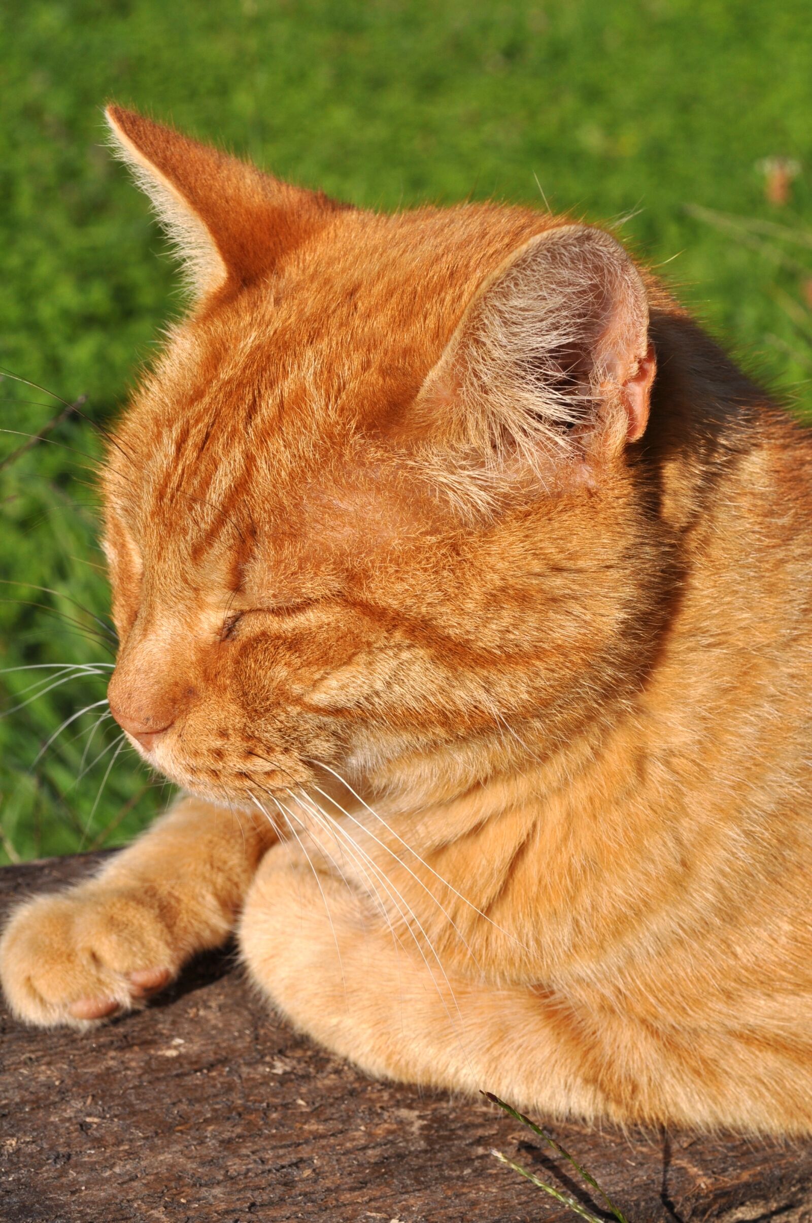 Nikon D5000 sample photo. Cat, red cat, pet photography