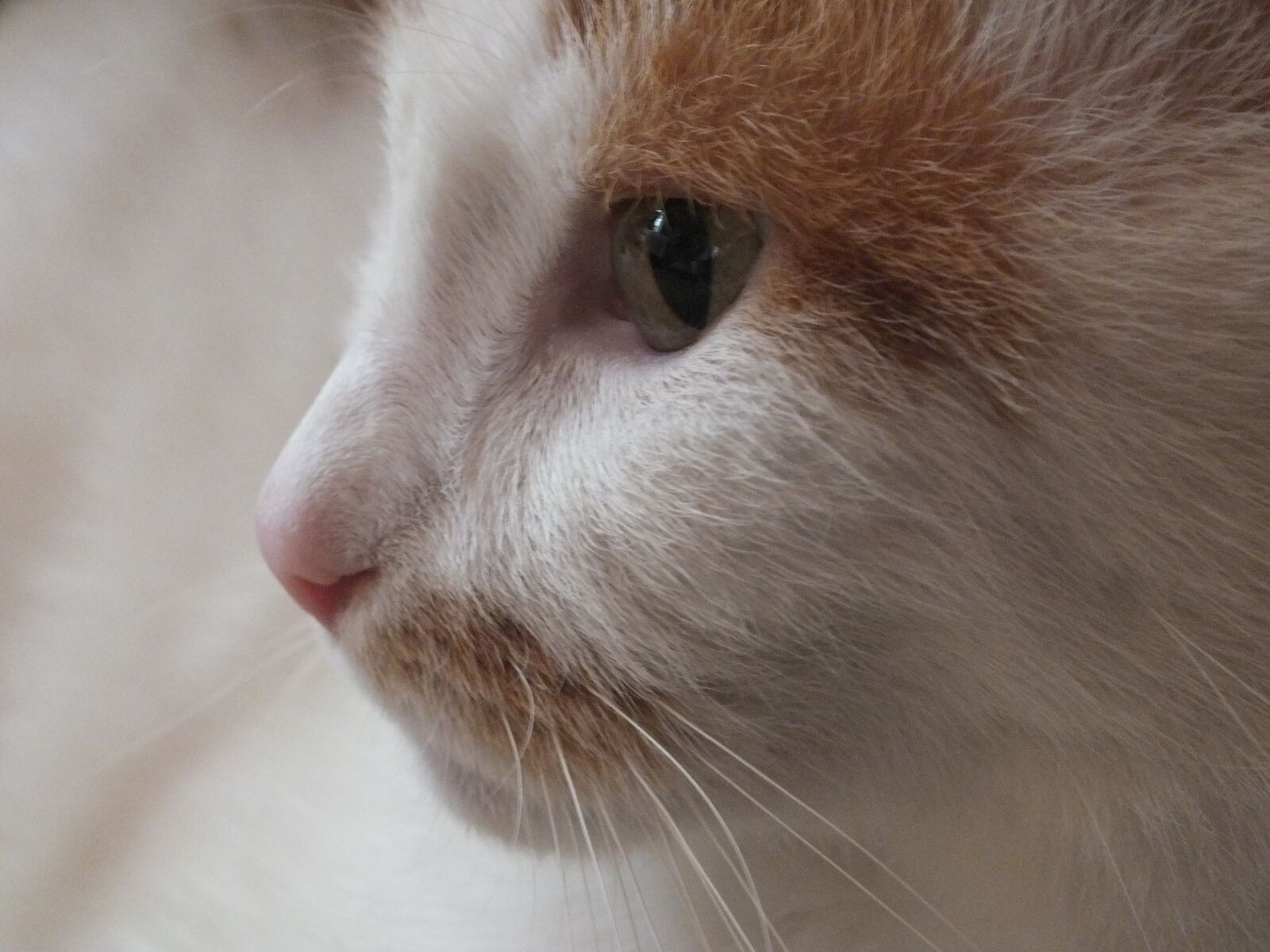 FujiFilm FinePix HS20 EXR (FinePix HS22 EXR) sample photo. Cat, cat's eye, pet photography