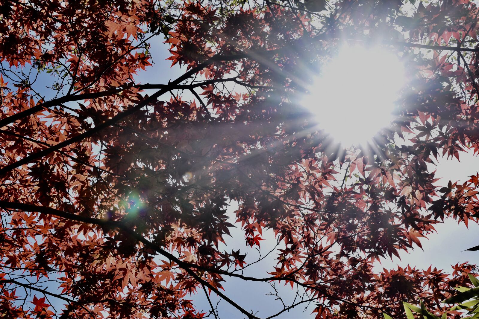 Nikon D5500 sample photo. Sun, autumn, seasons photography