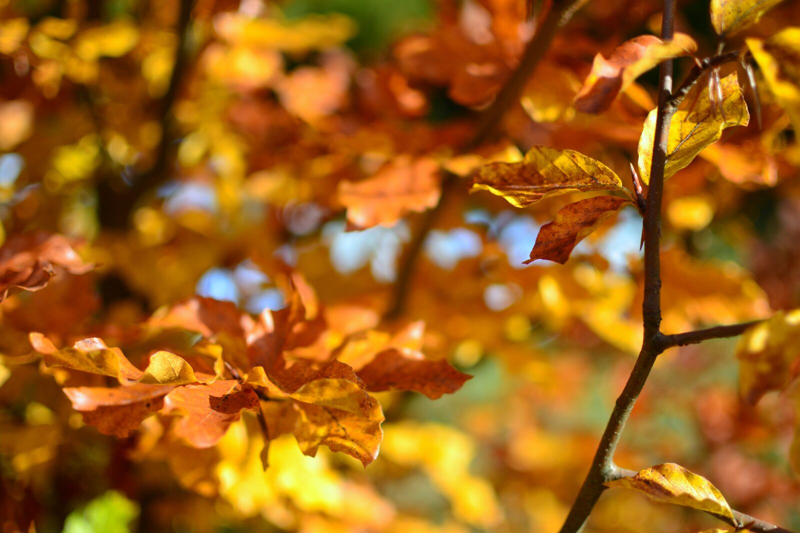 Nikon D3100 sample photo. Autumn, fall, foliage photography