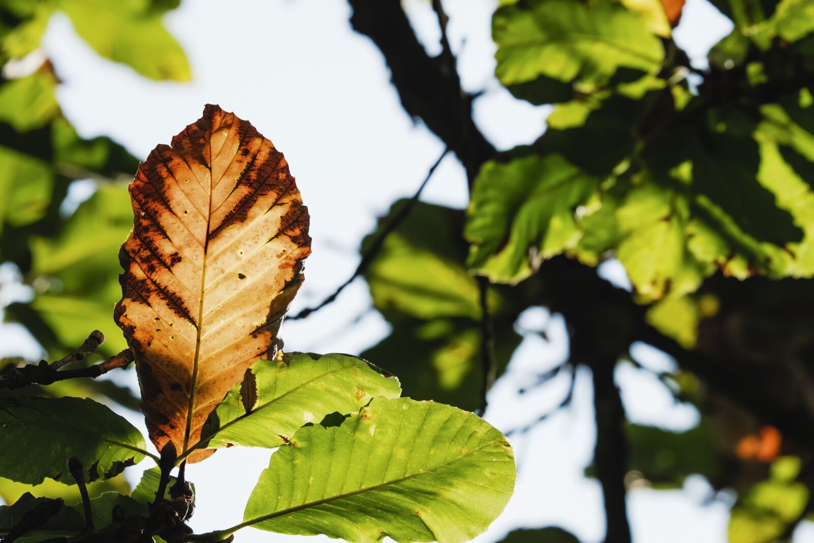 Fujifilm XF 55-200mm F3.5-4.8 R LM OIS sample photo. Leaf, fall color, bright photography