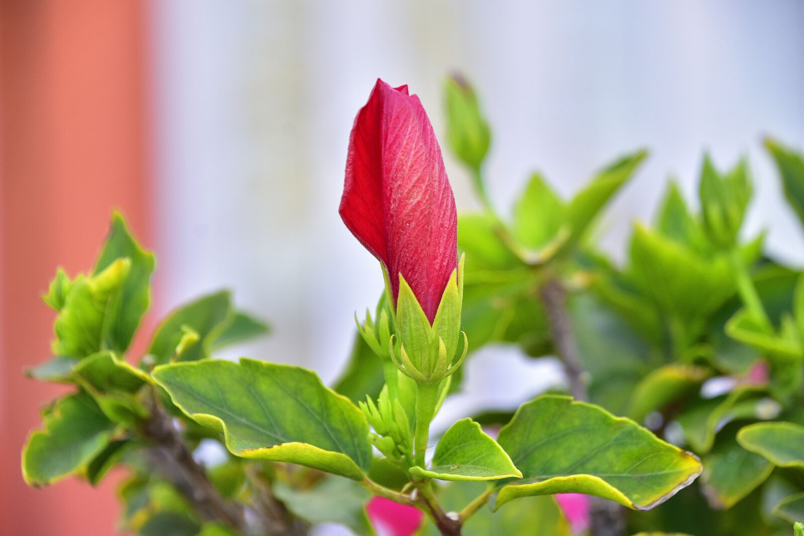 Nikon D7200 sample photo. Shrub, flower, plant photography