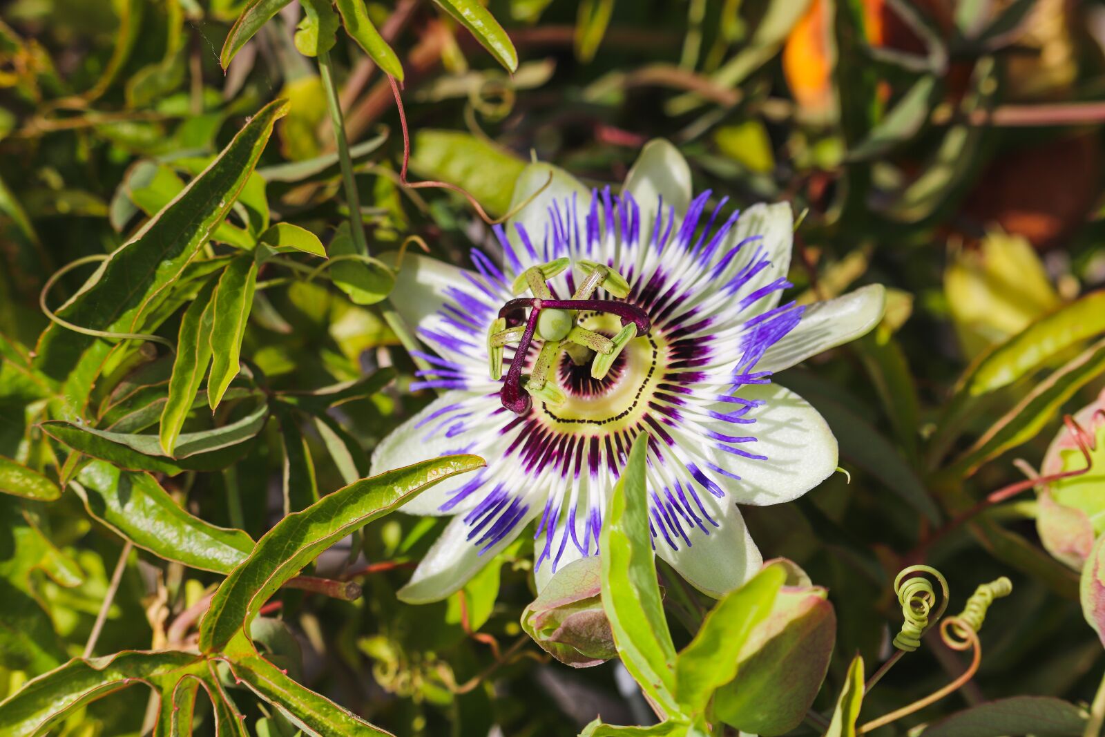 Canon EOS 77D (EOS 9000D / EOS 770D) sample photo. Passion flower, flower, passiflora photography