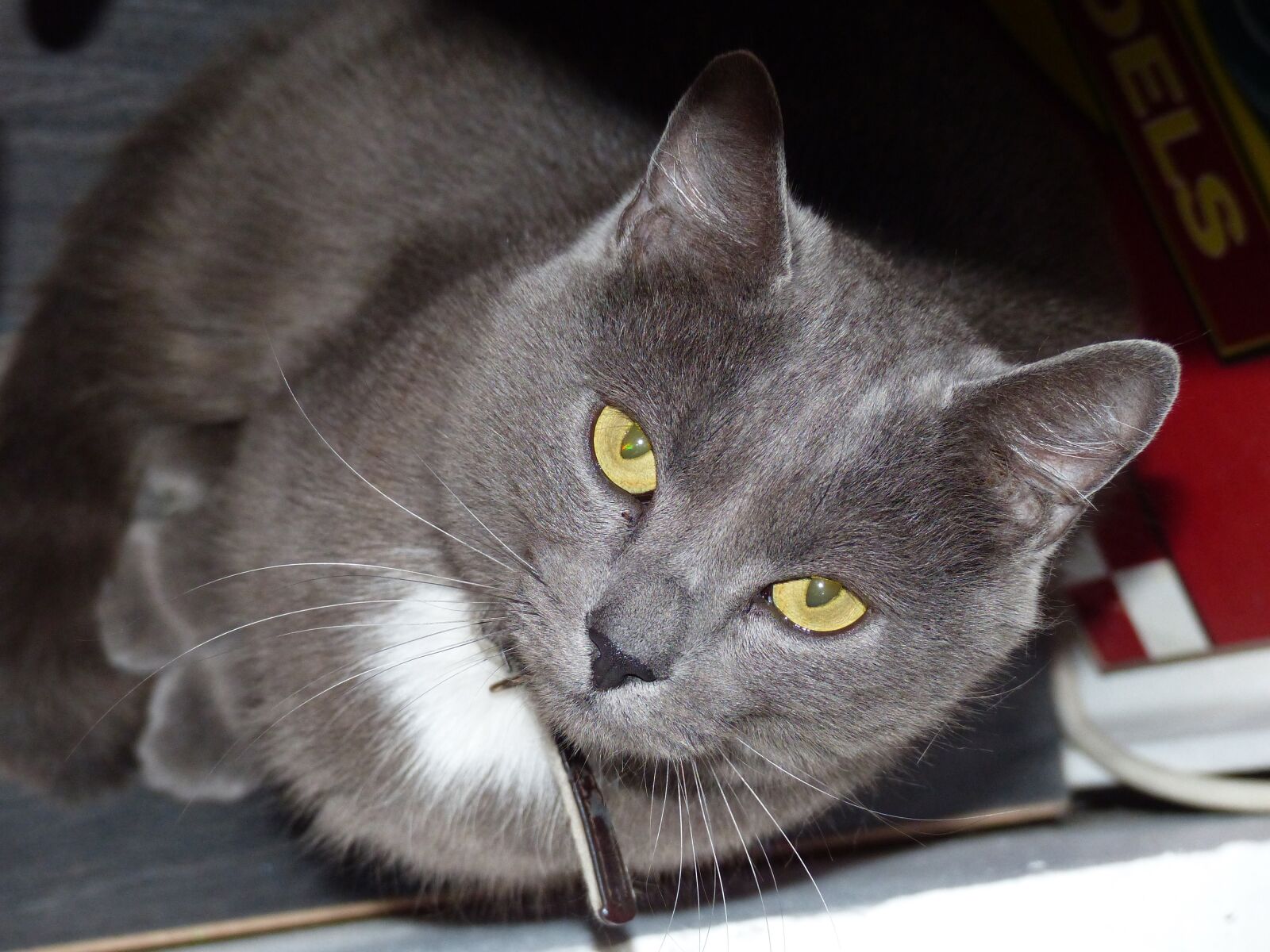 Panasonic Lumix DMC-FZ200 sample photo. Cat, animal, calm photography