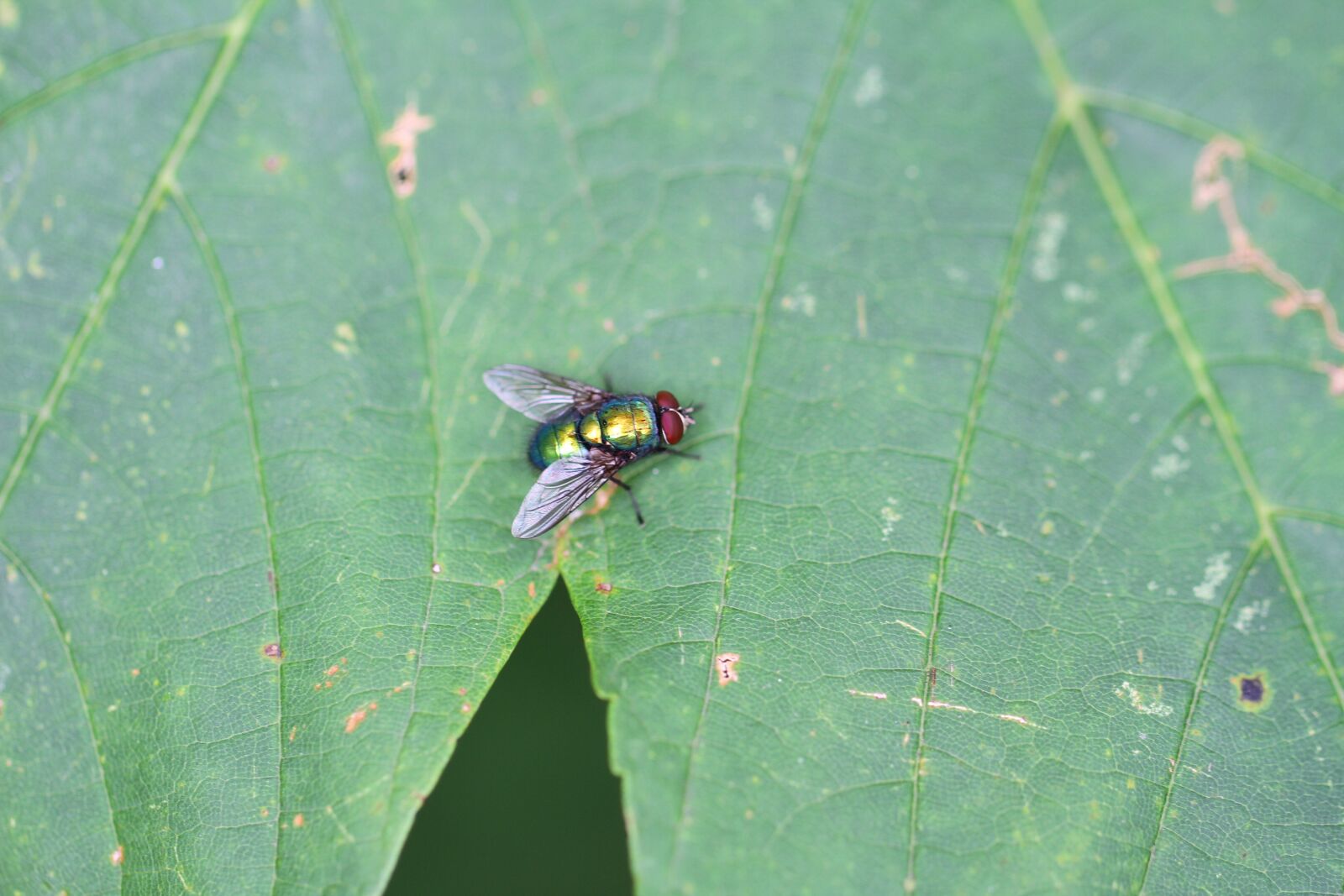 Canon EOS 7D + Canon EF 100mm F2.8L Macro IS USM sample photo. Insects, insect, fly photography
