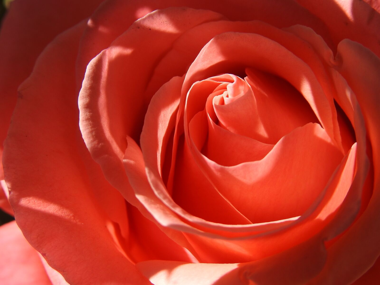 Nikon Coolpix P900 sample photo. Flores, rosa, romántico photography