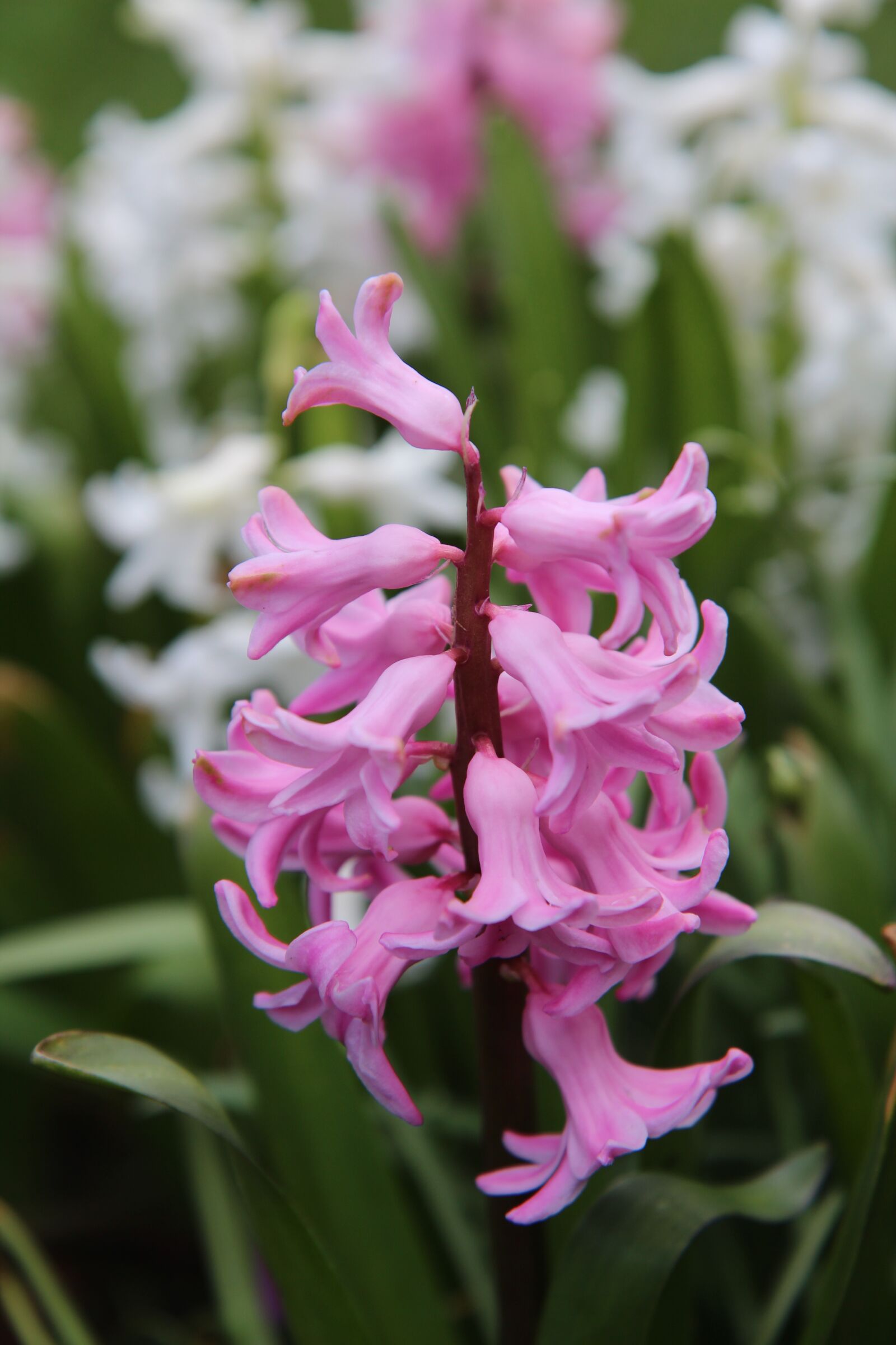 Canon EOS 600D (Rebel EOS T3i / EOS Kiss X5) sample photo. Hyacinth, hyacinth pink, spring photography