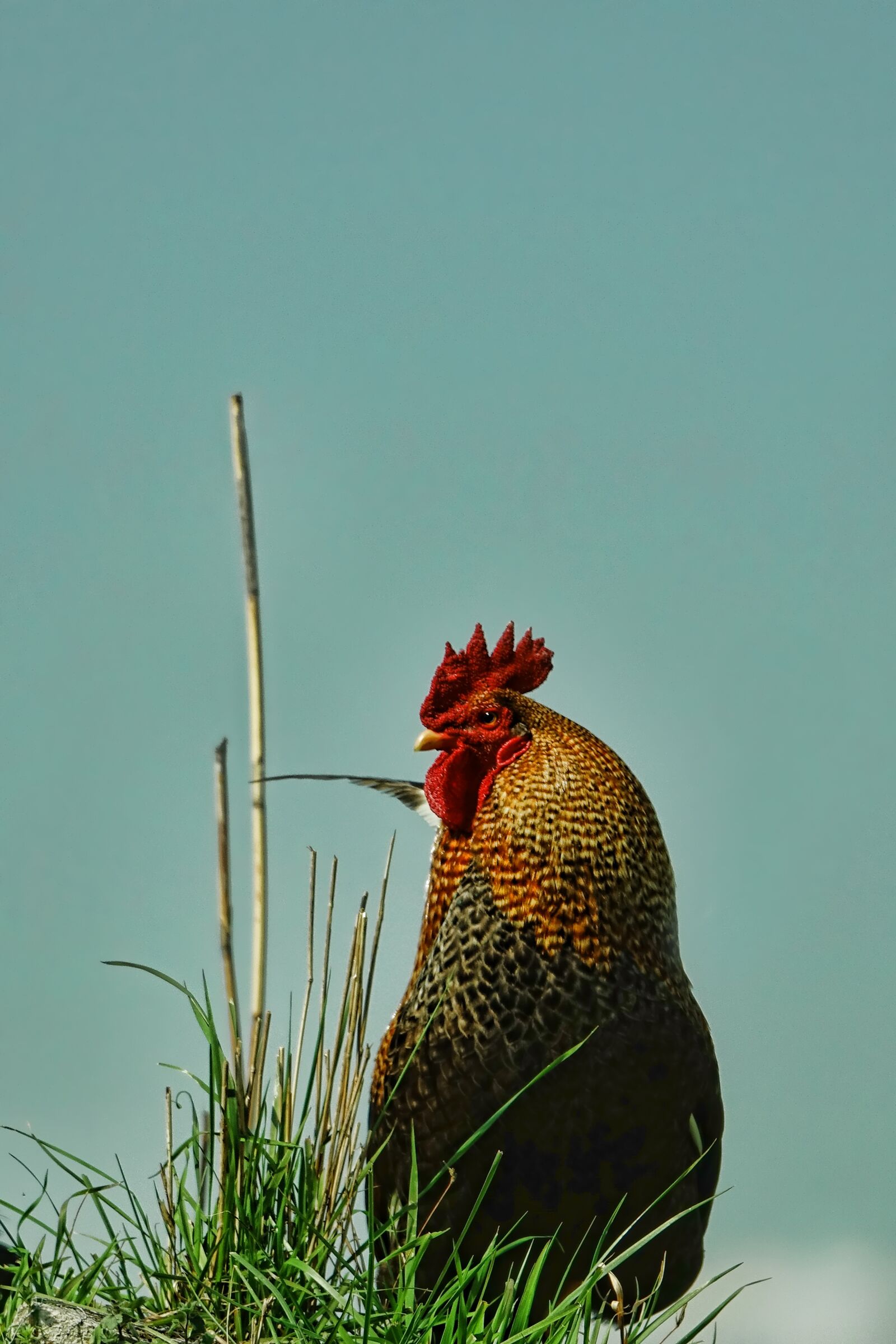 Sony Cyber-shot DSC-RX10 III sample photo. Nature, bird, hahn photography