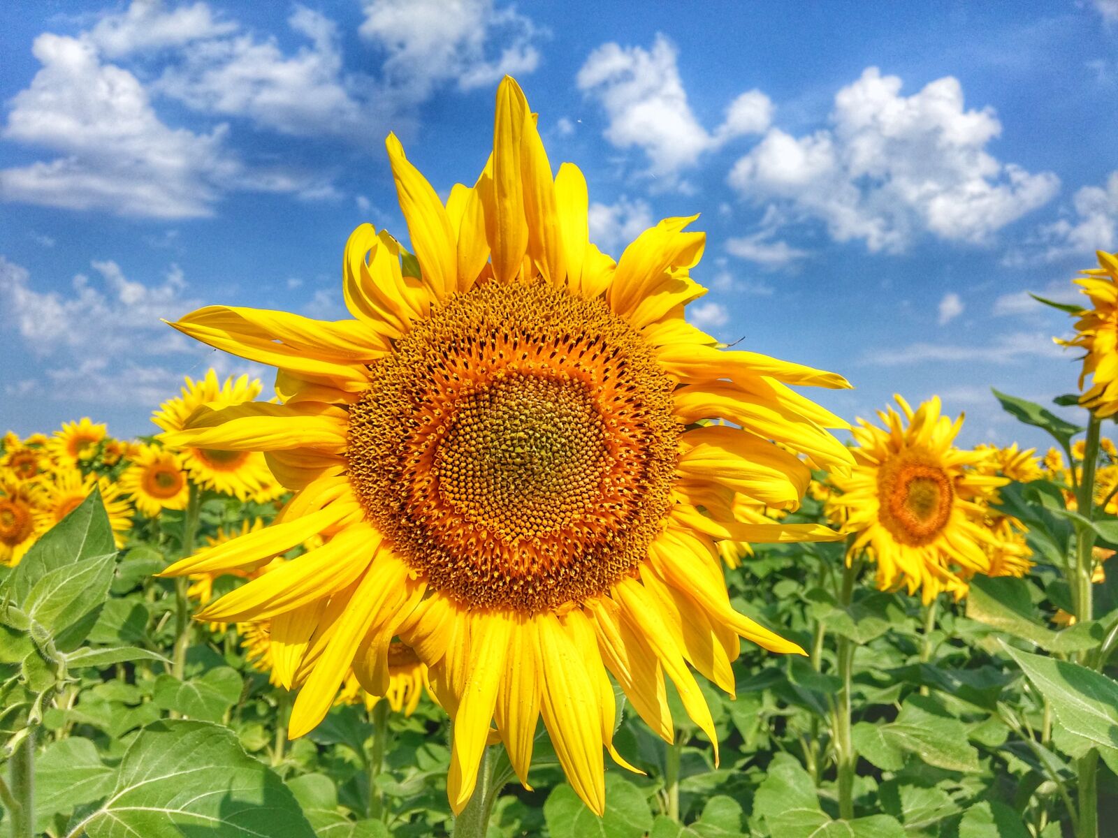 LG G3 sample photo. Sunflower, flower, fields photography