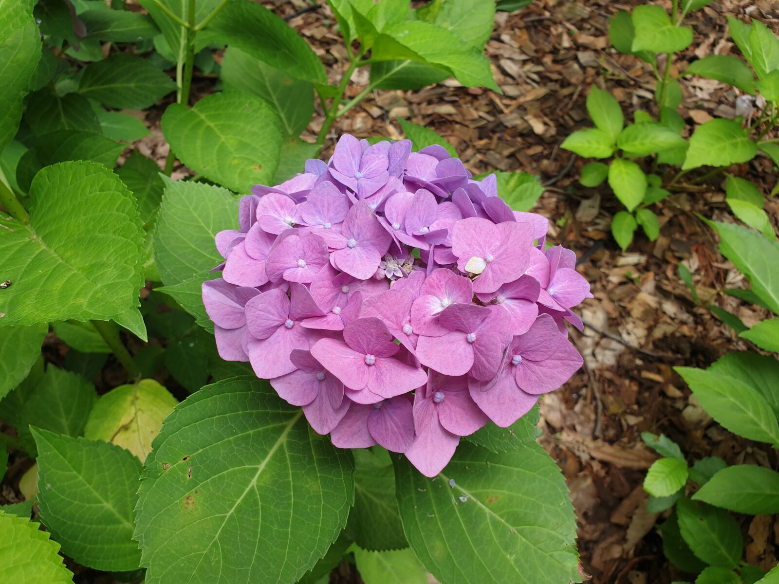 Samsung Galaxy Note9 sample photo. Flowers, hydrangea, wild photography