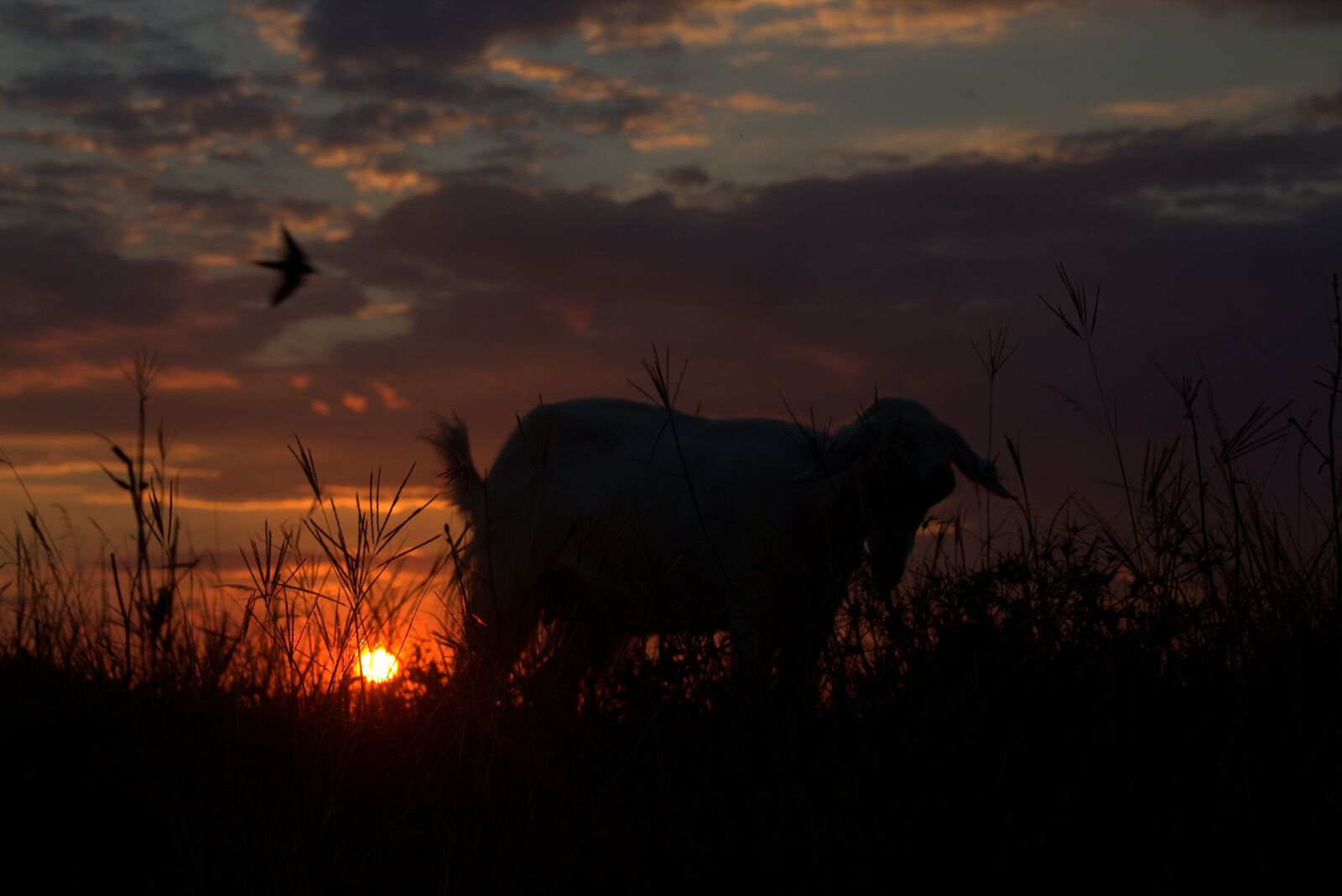 Canon EOS 700D (EOS Rebel T5i / EOS Kiss X7i) sample photo. Capra, sunset, shadows photography