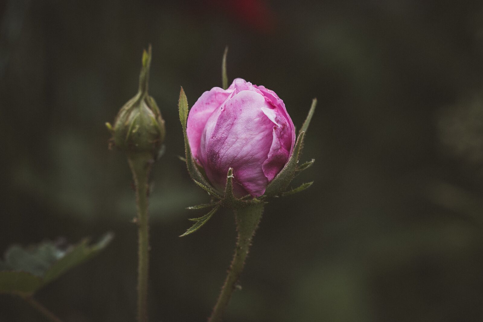 Nikon D7100 sample photo. Rose, pink, pink rose photography