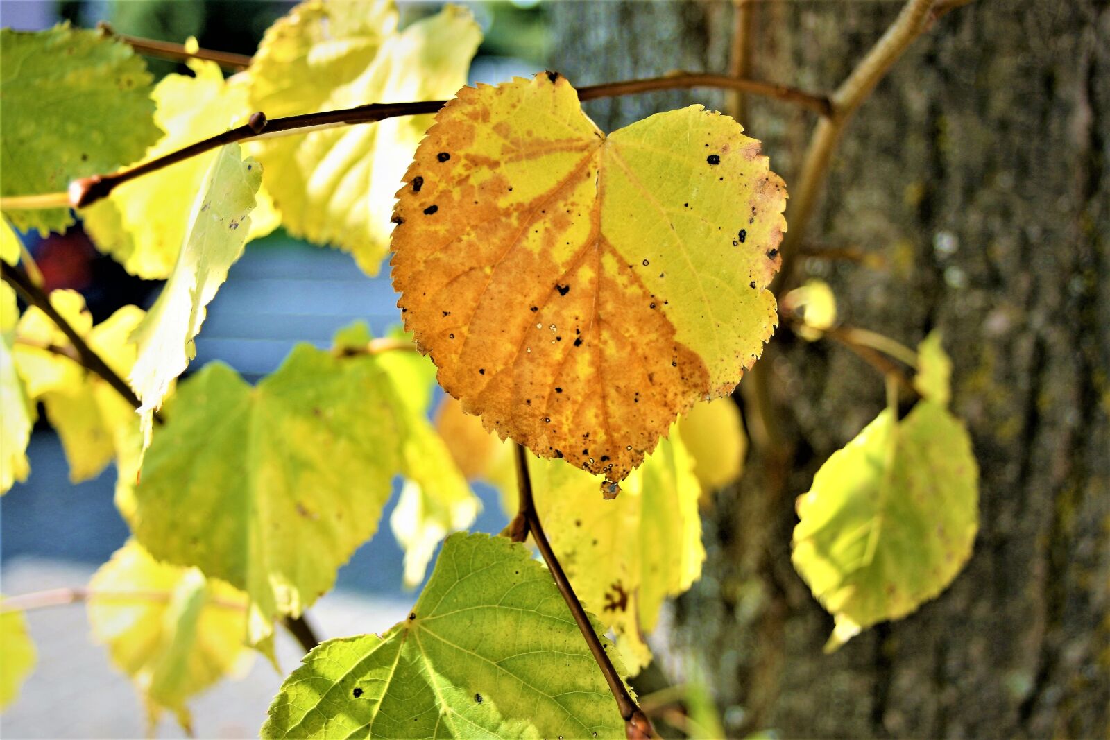 Canon EOS 400D (EOS Digital Rebel XTi / EOS Kiss Digital X) sample photo. Morning, fit, autumn photography
