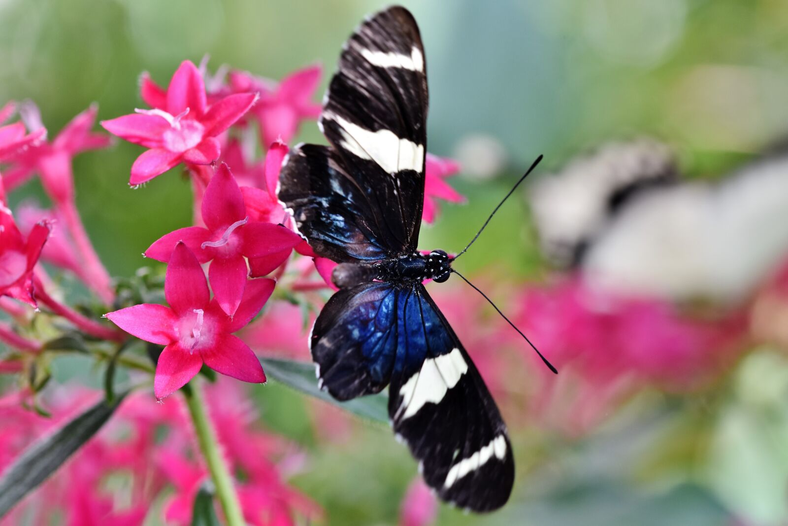 Nikon D7200 sample photo. Butterfly, tropical butterfly, exotic photography